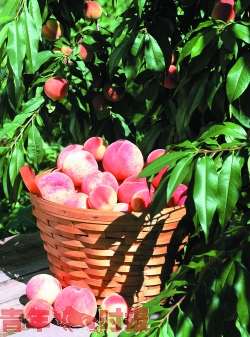 �㽭�ˮ���������� ���ʵĻ���ȥ����ժ