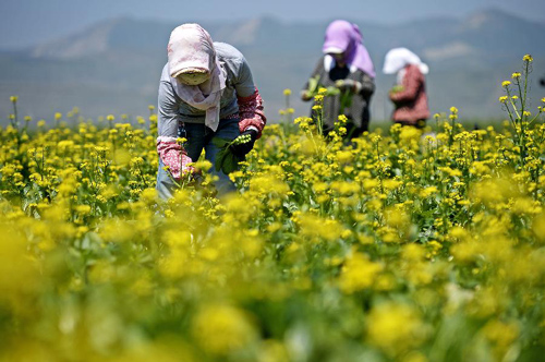 ũ�������Ĺ�ԭ��ԭ�����ջ�㶫���ģ�7��16���㣩��