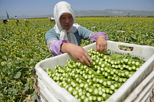 ũ�������Ĺ�ԭ��ԭ�����ջ�㶫���ģ�7��16���㣩��