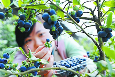 ����������ݮ��õ�һ�ꣿ���һ�ꣿ