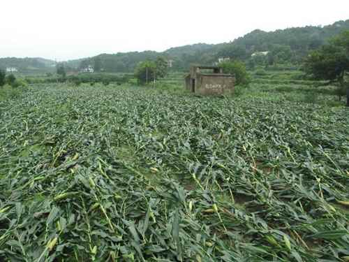 ����ʯ����ũҵ������������