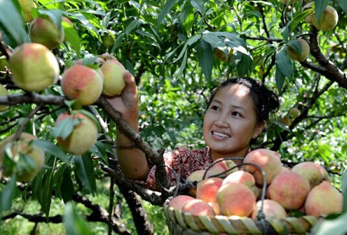 ����ʡ�����У����ӷ��� ���˹�ũ