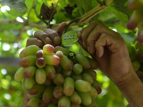 7��25�գ������ػ�Ϫ�ֵ�50���������ֲ��������ڲ鿴������ժ�ġ�����ָ�����ѣ���Ϊ���ѹ�����ɫ�л���Ʒ�̱ꡣ