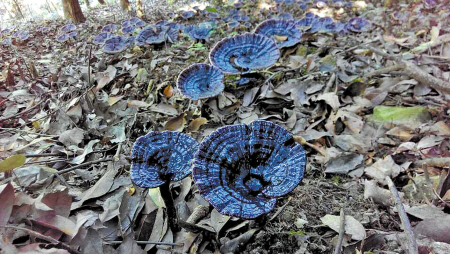 �㽭����۴�ݺ�Ϫ��᮳ɹ��������֥