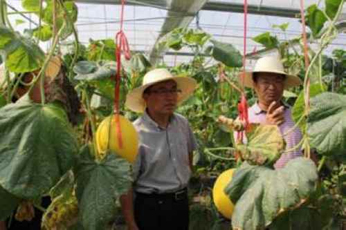 �����������쵼����ָ����ɽũҵ����