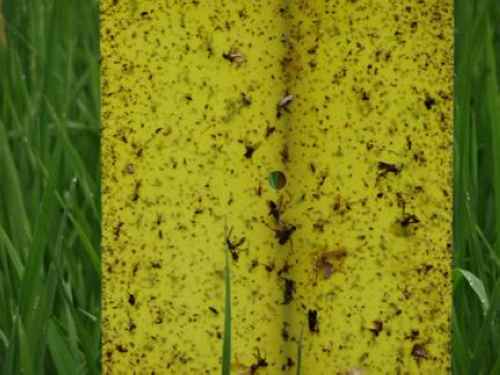 ���ϱ����ء���Ұũҵ����ɫ����Ч����2