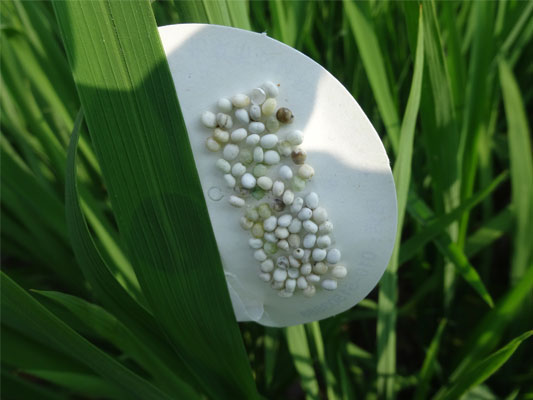 ����������ˮ�����溦��ɫ��������Ч2