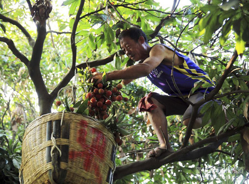 �Ĵ����ݣ��ַ���֦�� ũ����ժæ