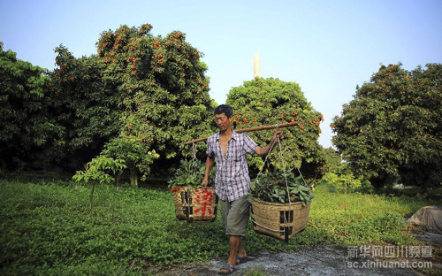 7��28�գ����Ĵ������н�������ͷ���壬�������Ͳ�ժ����֦��