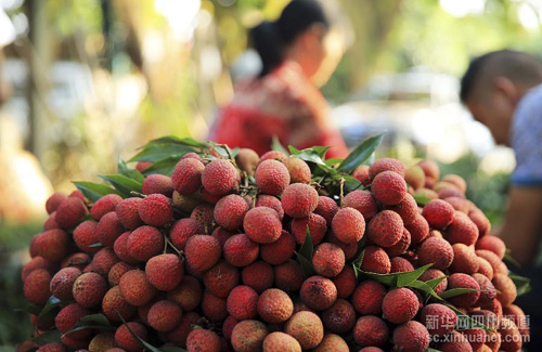 7��28�գ����Ĵ������н�������ͷ���壬��������֦���·ּ���֦��