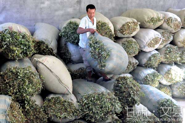 �������ش�����չ��ҩ�Ĳ�ҵ ��ֲ�����11.98��Ķ