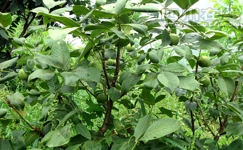 �Ĵ��˱����أ�������� ũ����ɫ��ҵչ����