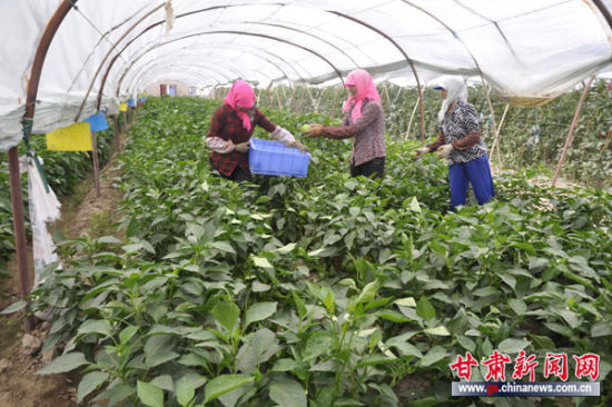 ���������й����߲˴�����ժ����