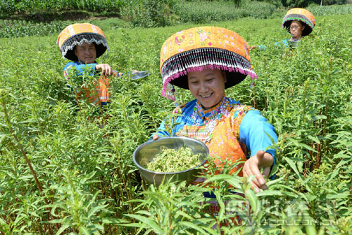 �Ĵ���������ҡ����ɲݡ� �ͷŴ�Ч��