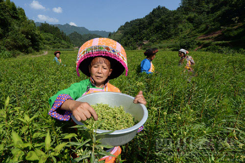 ���Ⱥ�ڲ�ժ�ϻƲݻ�