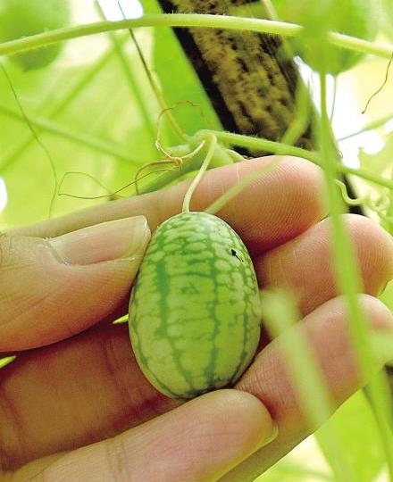 �㽭��ɽ��Ĵָ���ϡ����ο�Ľ������ժ