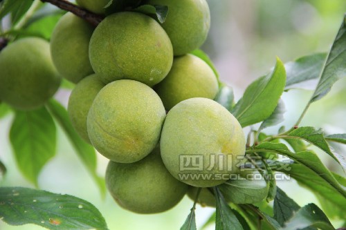 �Ĵ�ï���������������������