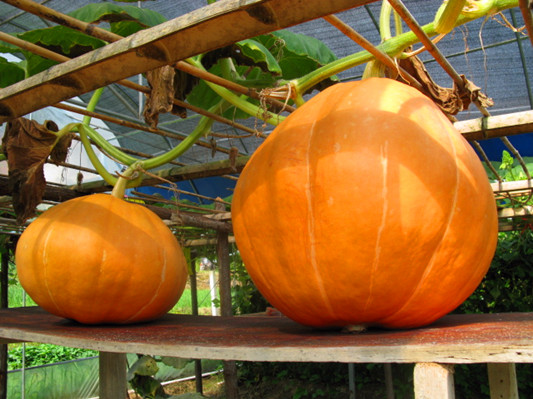 ���������������߲�����ϡ����껪