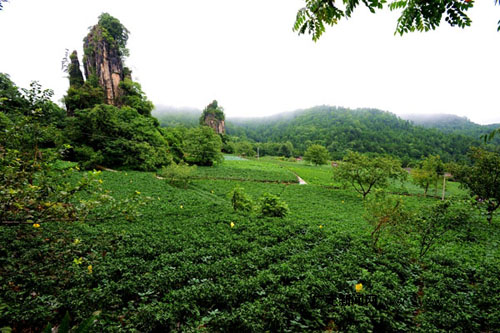 �Ĵ���Ԫ����������ɽ�߲�2020��ֲ�����40��Ķ