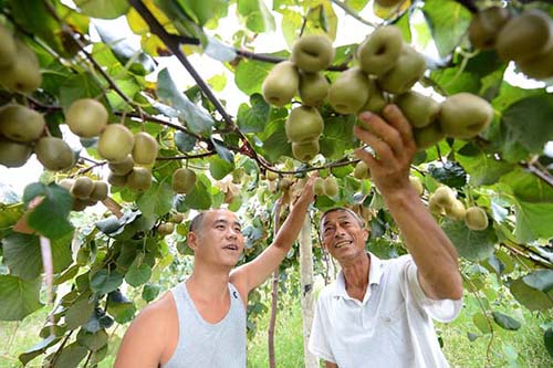 �ھ���ɽ����ɽ�繵�ߴ�⨺�����ֲ���أ�����Ա�����壨�󣩺͹�ũ��������һ������ֲ���飨8��7���㣩��