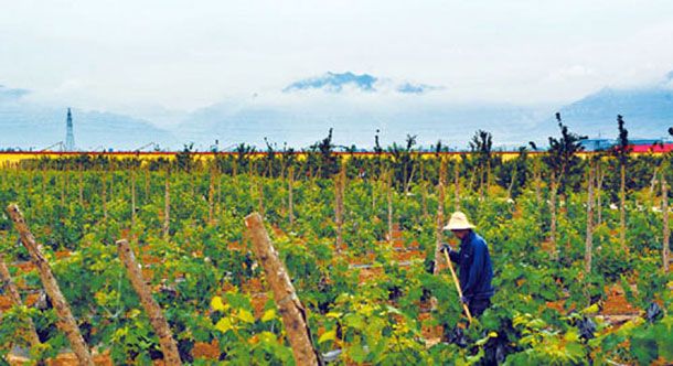 ɽ����Դ��ʩũҵ��չ�г�Ч