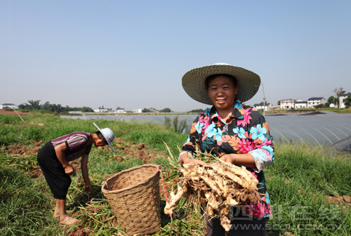 �ݸ���ũ�־ֽ��ܣ���������Ч��ɹۣ��С�һ�꽪ʮ��ȡ�֮˵�����꣬�����������������2.5��Ķ����ֵԤ��4��Ԫ��