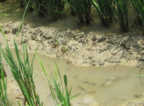 ������ƽ�е�����ֳ��ģʽ��ʵЧ