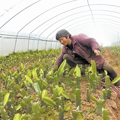 �Ĵ�������������ת��ת����ũ�徭��