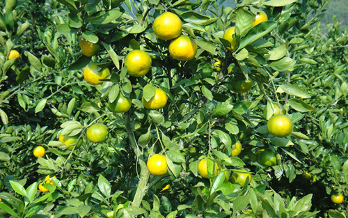 ������Ϫ�������������۸��ѿ�������