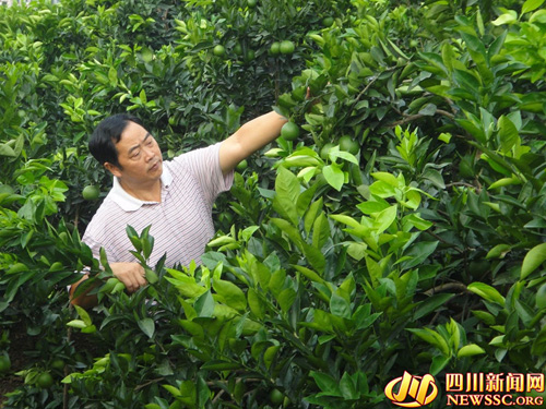 �Ĵ���ɽ���ײ�����Ȳ�ҵ��ũ���� ��������ũ�˾�����������Ԫ