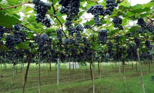 �����з����조�й��Ϸ����ѹ�����ɫ����2