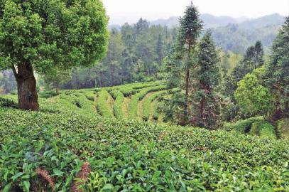 ���������У���ɽ������԰ ������в��