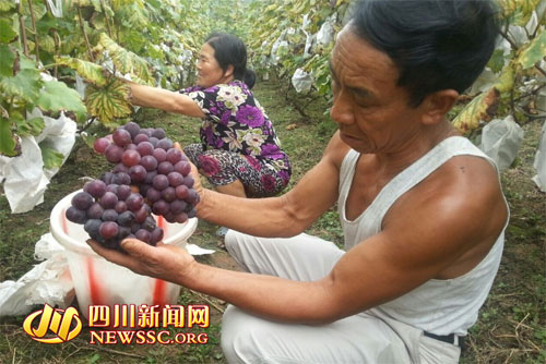 �Ĵ��ϳ����ɽ5��������֭�������� ���ũ