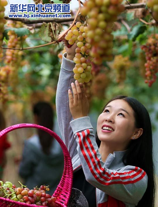 ���������ղ�ժ��ɽ��