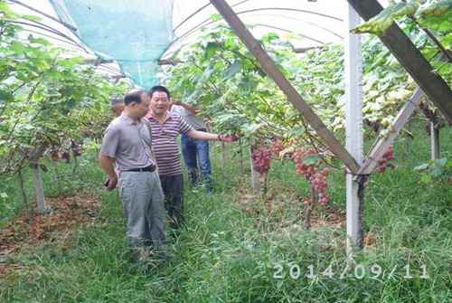 ���ϳǲ�ũҵ�ṹ��������Ч ��ɫũҵ��Ч��