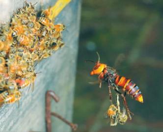 �����Ϯ�۷��ѡ�