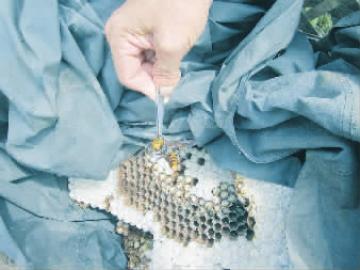 ���䳲����Ӽ��Ҳ�иճ��������䡣