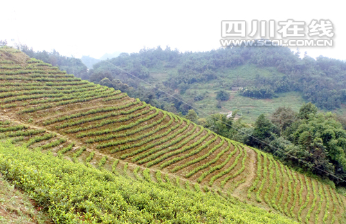 �Ĵ��˱�����������Ʒ���ƽ�ѿ�� �˿���ҵ��չ��ɽһ��