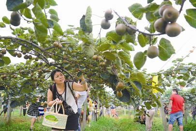 �Ĵ����񣺺���⨺��ҡ��롱����