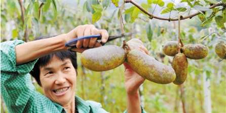 �㽭��Ҧ�ֳ��������л������� �ѿ�ʼ������ժ����