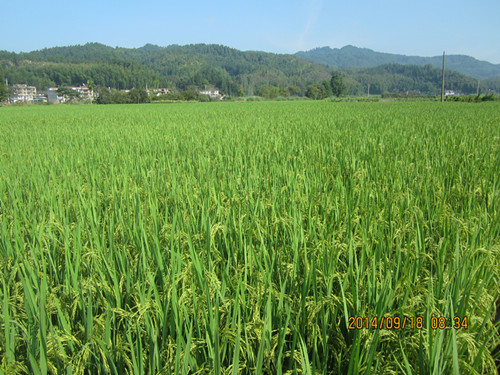 ������������ʳ���������ʵ�����ϲ��