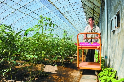 ���������ش����߲˲������Ϲ����