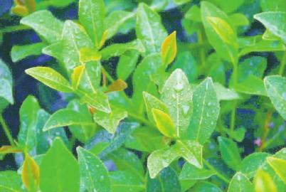 ���������ɽ���ݳ��Ļ�ζ