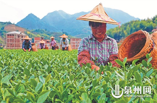 ������ò裬��Ҷ�ʺ�������������ǿ��