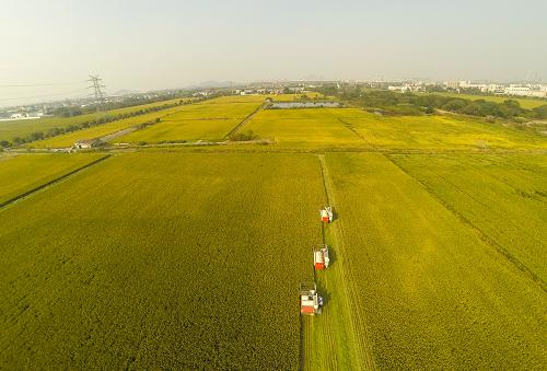 �㽭���ݣ�����ʮ���ջ�æ