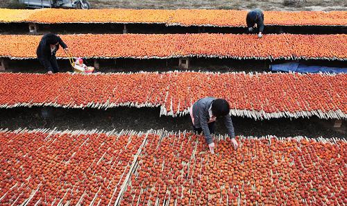 ɽ����������æ