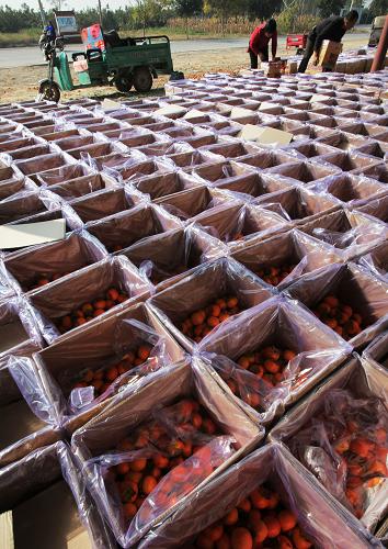 10��17�գ������غ�Ѧ����λũ�������װ�䣬׼��������ء�