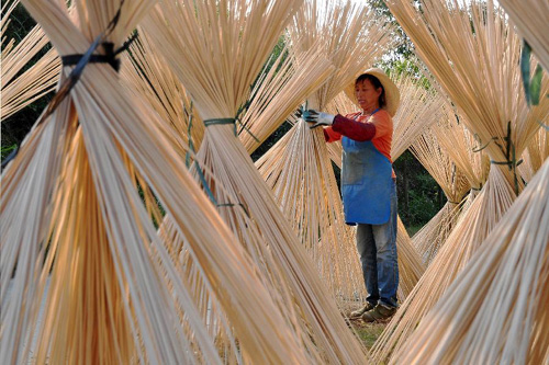 10��20�գ�����ʡ��Դ��̫����º���ľ�ӹ���Ա������ɹ��˿��