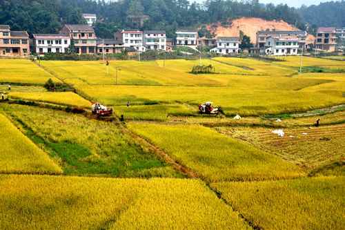 ����˫������ʳ����ϲ�����