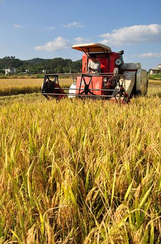 10��22�գ�����ʡ��Դ��̫����ũ���ʻ�ո���ո�������